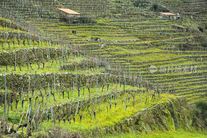 西班牙加利西亚的Ribeira sacra葡萄园和酒窖。